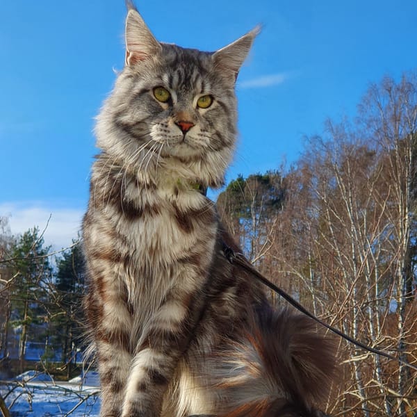 Short Story Spotlight: Mittens' Return