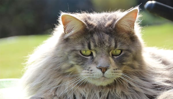 VIDEO Sunday Story: Mittens' Return
