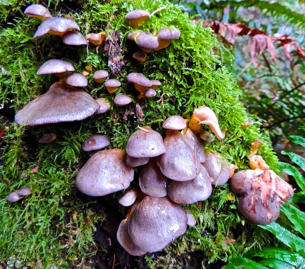 Short Story Spotlight: Mushrooms and Mice