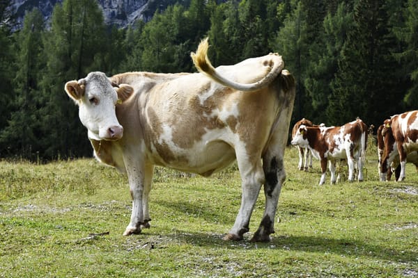 Short Story Spotlight: Cows Can't Speak